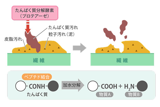 たんぱく質汚れを落とすメカニズム イメージ図